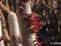 Cleistocactus strausii ©JLcoll.jpg